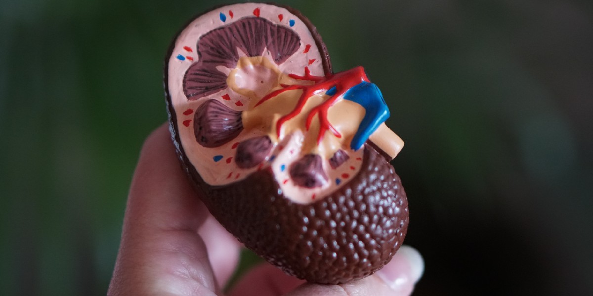 Cuidado de la salud renal